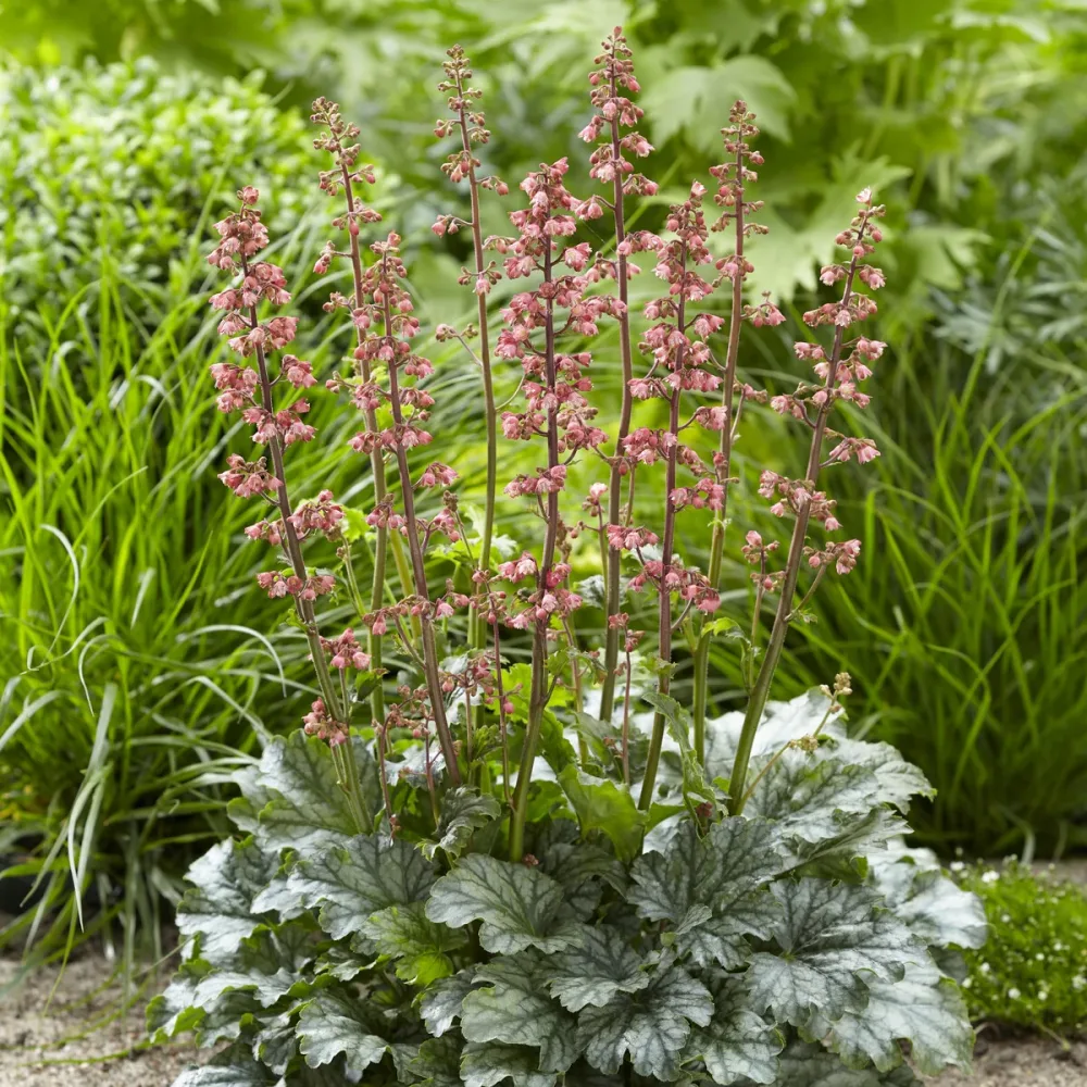 Heuchère Paris Heuchera Paris