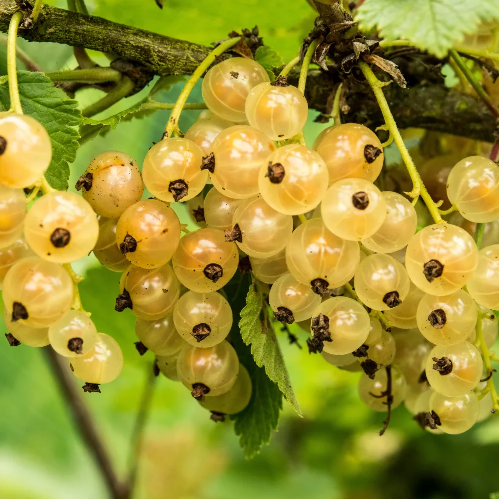 Groseiller Witte Hollander Ribes rubrum Witte Hollander