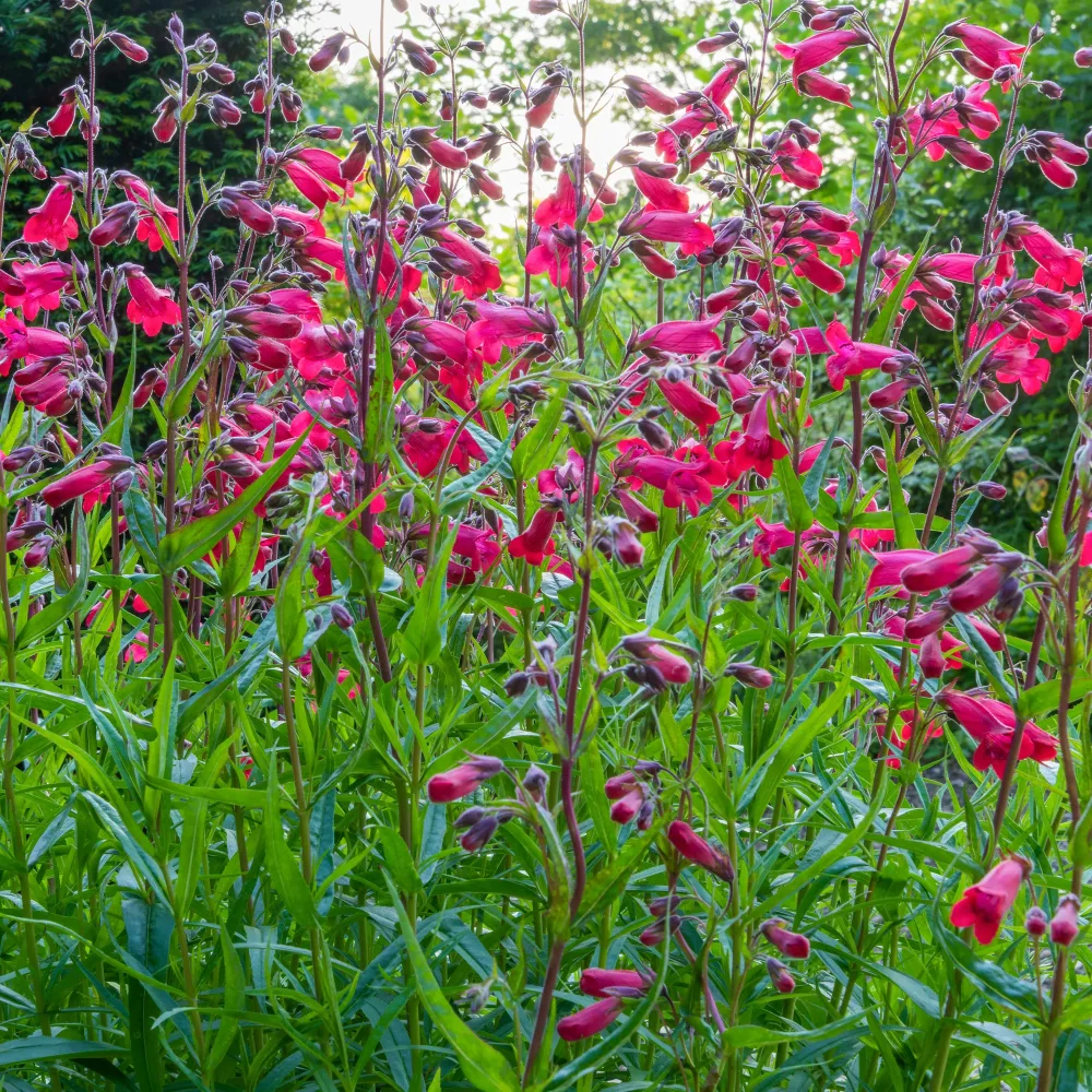 Galane Schoenholzeri - Penstemon Penstemon Schoenholzeri