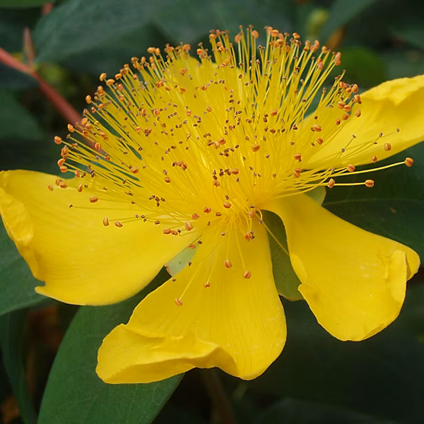 6 x Millepertuis à grandes fleurs – Hypericum calycinum, godet 9cm x 9cm