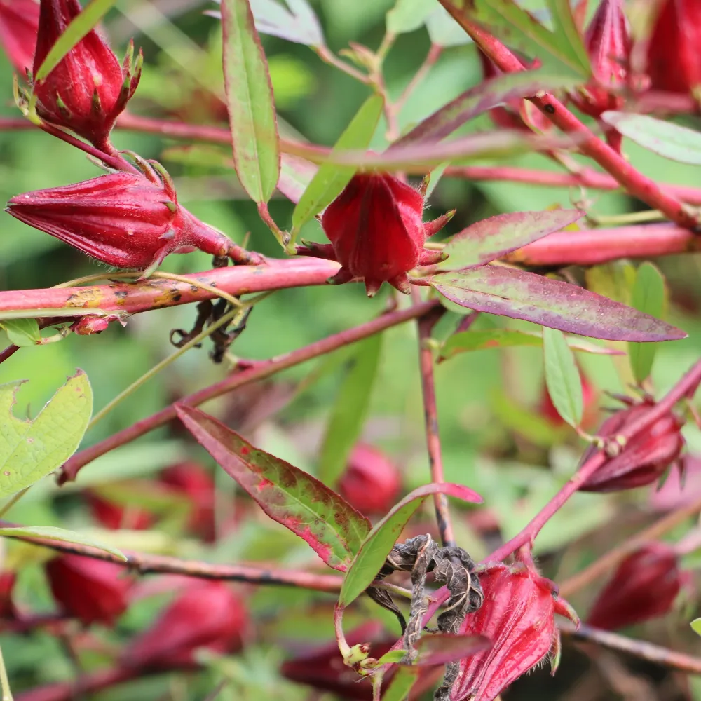 Hibiscus sabdariffa - Oseille de Guinée Hibiscus sabdariffa