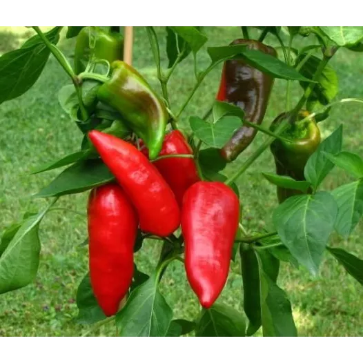 Biologische zaden van Paprika Pantos