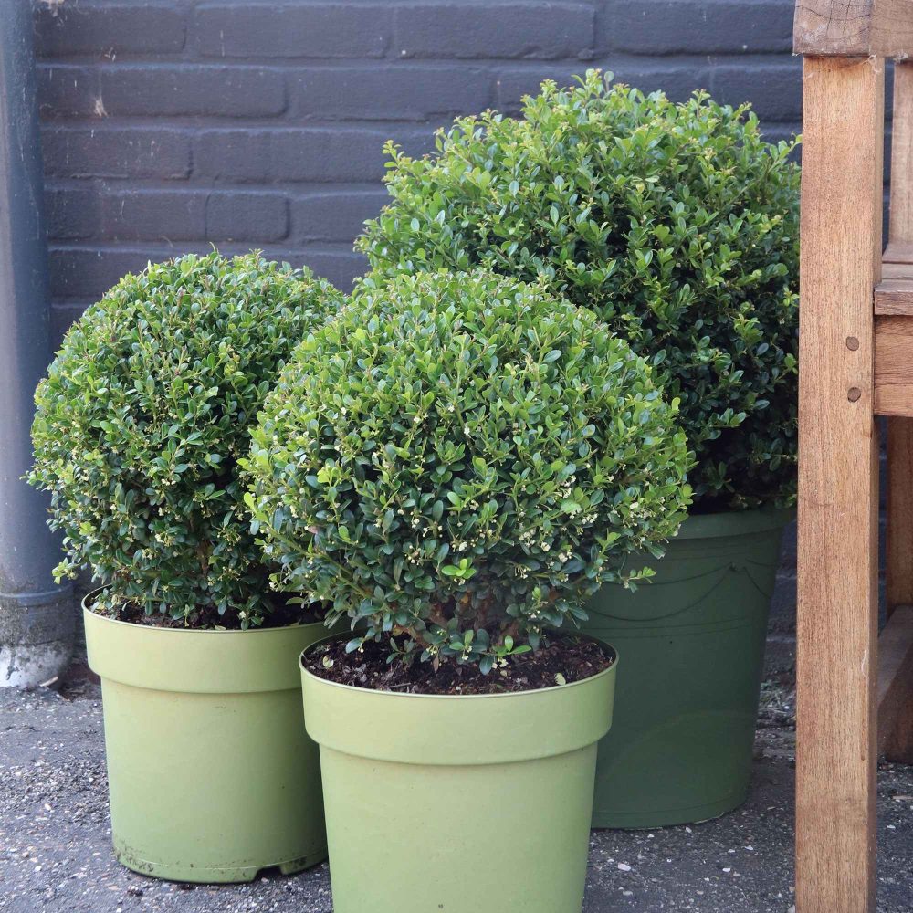 Houx crénelé boule Dark Green® Ilex crenata Dark Green