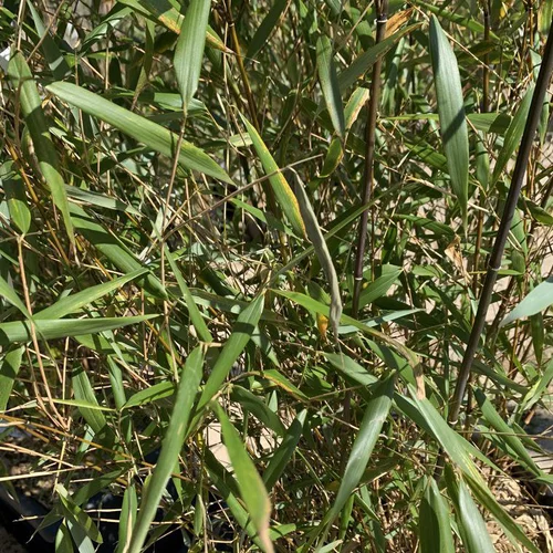 Bambou Fargesia Asian Wonder vert. Le pot de 6 litres