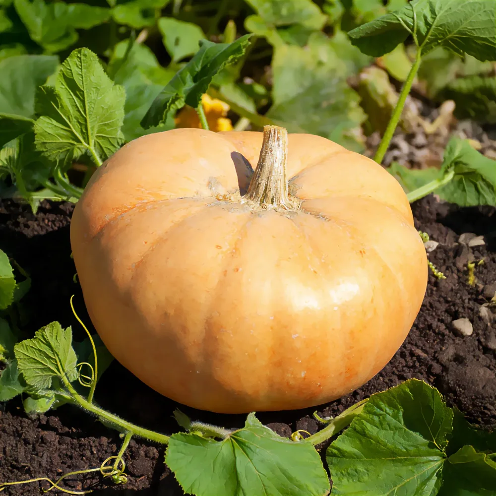 Potiron Jaune gros de Paris Cucurbita maxima jaune gros de paris