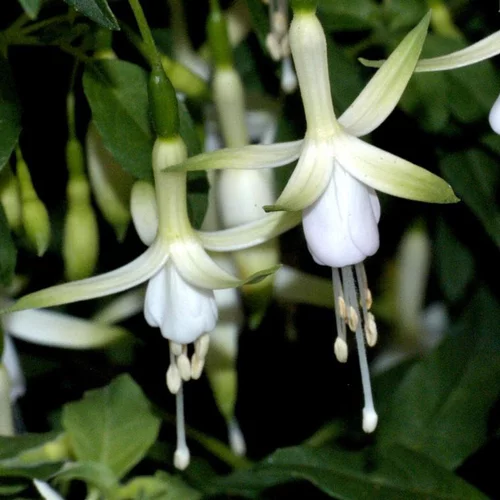 Fuchsia vivace hawkshead blanc en pot de 2 L