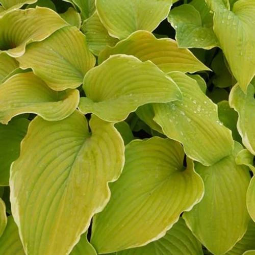 Hosta Lakeside Cha Cha Hosta hybride lakeside cha cha