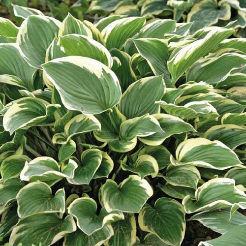 Hosta Aureomarginata - Le pot de 9 x 9 cm