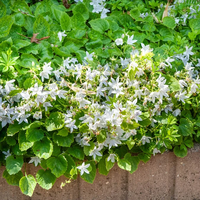 Campanule des murets E.H. Frost Campanula poscharskyana E.H. Frost