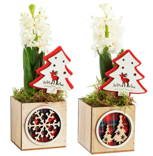 Jacinthe composition hiver pot bois carré – Ø 8 cm
