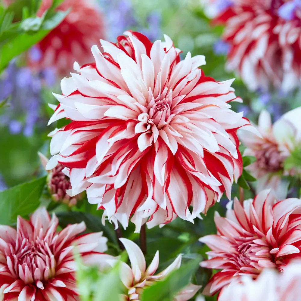 3 Dahlias décoratifs Santa Claus Dahlia santa claus