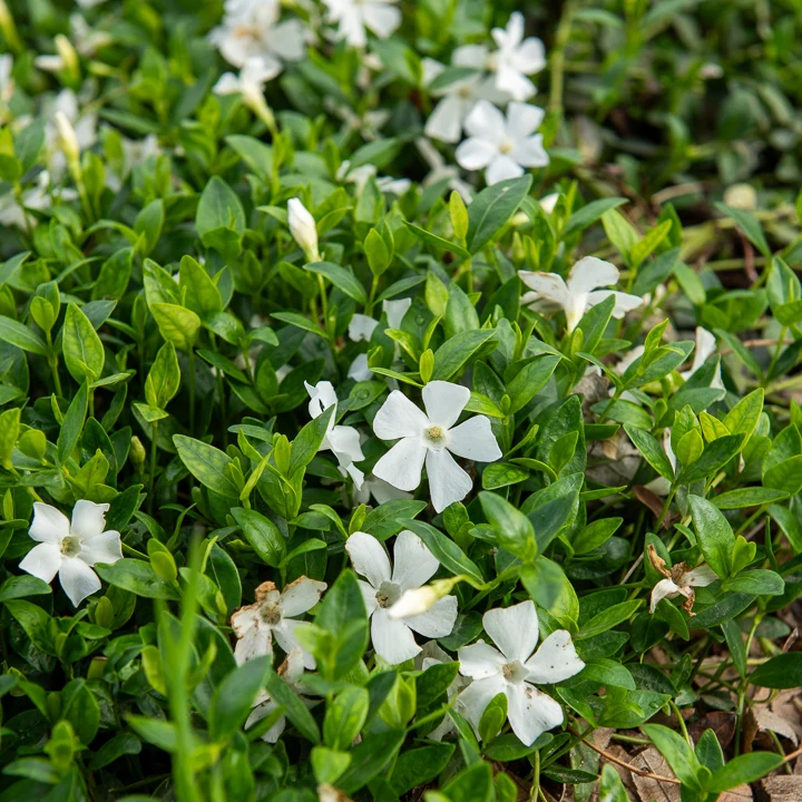 Petite pervenche Gertrude Jekyll Vinca minor Gertrude Jekyll