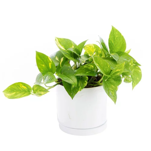Pothos doré vert en pot blanc émaillé botanic®. Le pot Ø 15 cm