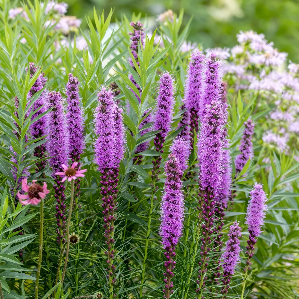 25 Plumes du Kansas Liatris spicata