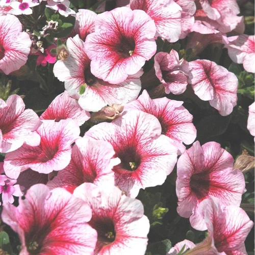 Pétunia retombant - La coupe de Ø 30-35 cm