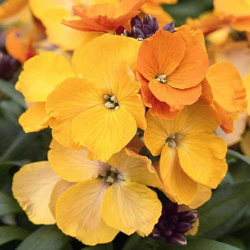 Erysimum Rysi Cooper - Le pot de 1 litre