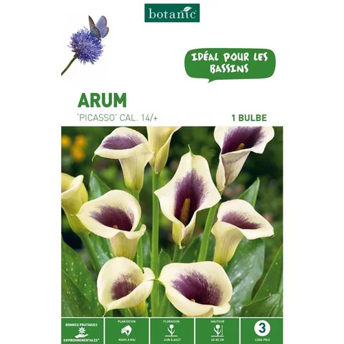 Arum Picasso noir blanc botanic® - 1 bulbe
