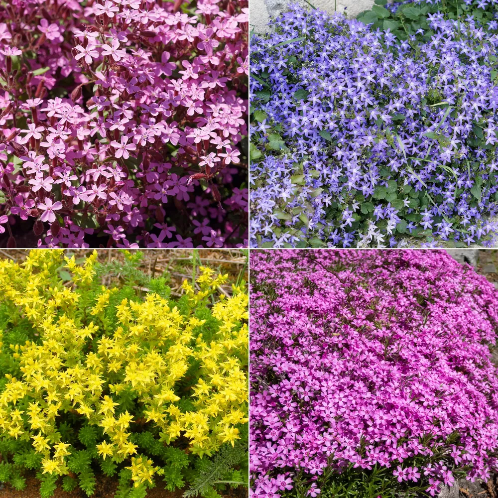 Collection de 15 plantes vivaces rampantes - 2 m² Saponaria ocymoides, Campanula poscharskyana, Sedum acre, Phlox subulata