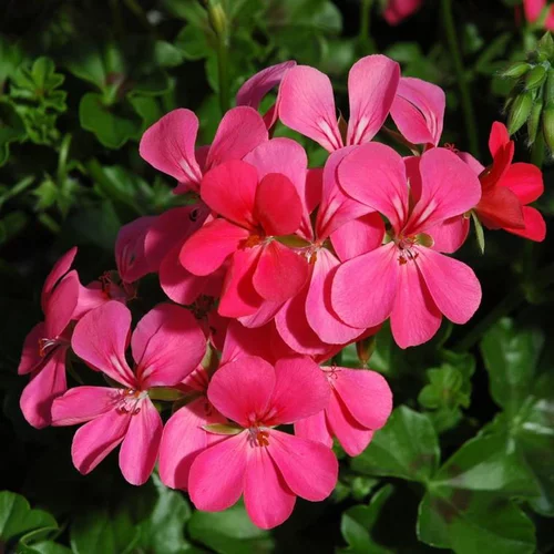 Géranium Lierre Simple à fleurs multicolores - Le pot de 1 litre
