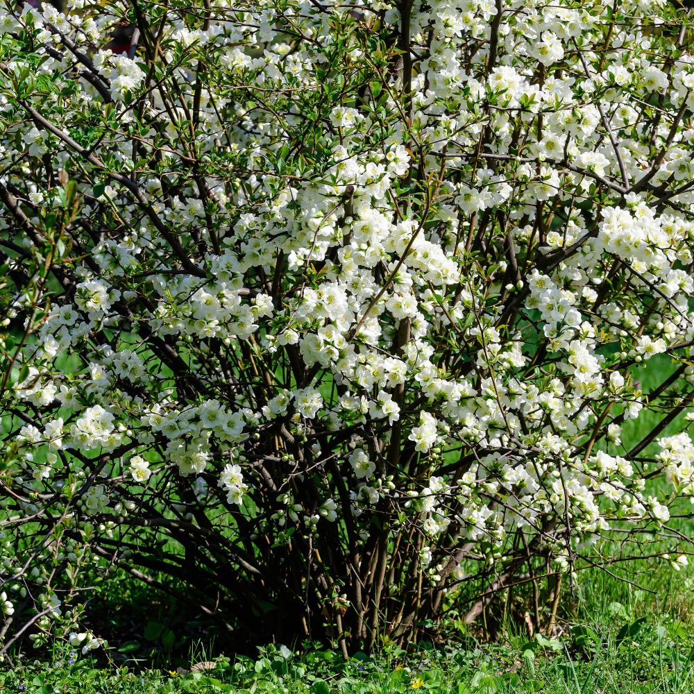 Cognassier du Japon Jet Trail Blanc Chaenomeles superba Jet Trail