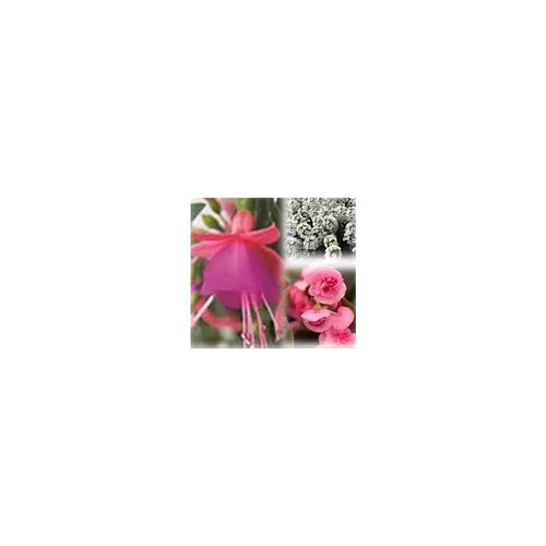 Mélange estival de fleurs coloris rose et blanc. Le pack de 6 plants
