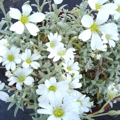 Céraiste tomenteux (Oreille de souris ou Corbeille d'Argent de Crimée) à fleurs blanches - Le pot Ø 10,5 cm