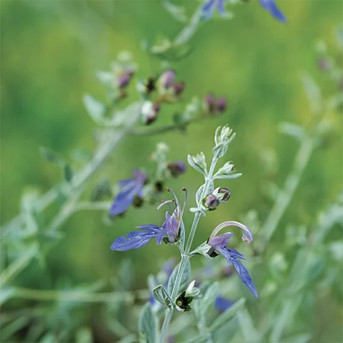 Teucrium fruticans 'azureum'. Le pot de 3 litres