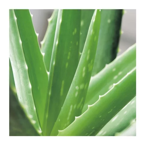 Aloe vera bio en pot H 90 x Ø 25 cm
