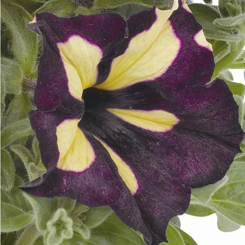 Pétunia Queen be - Le pot de 1 litre
