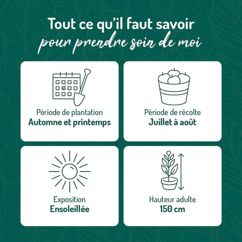 Framboisier Golden Everest Bio. Le pot de 2 litres