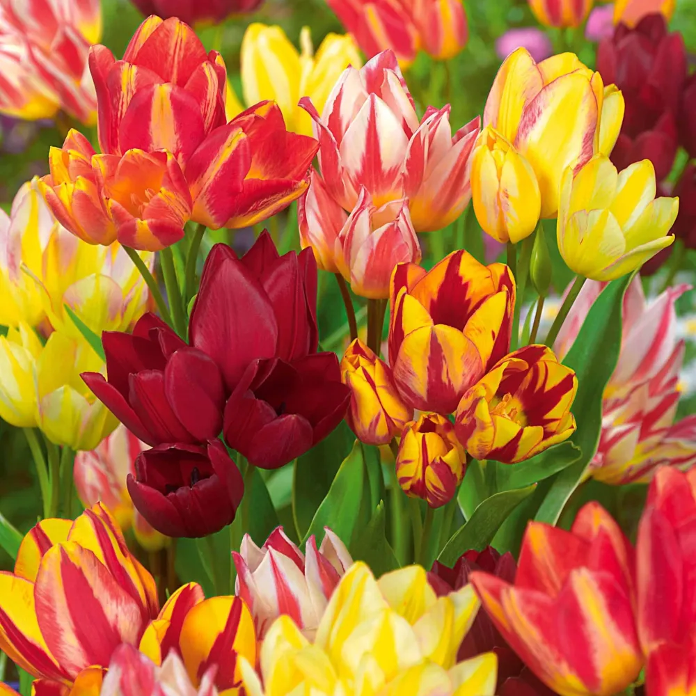 10 Tulipes multiflores en mélange Tulipa