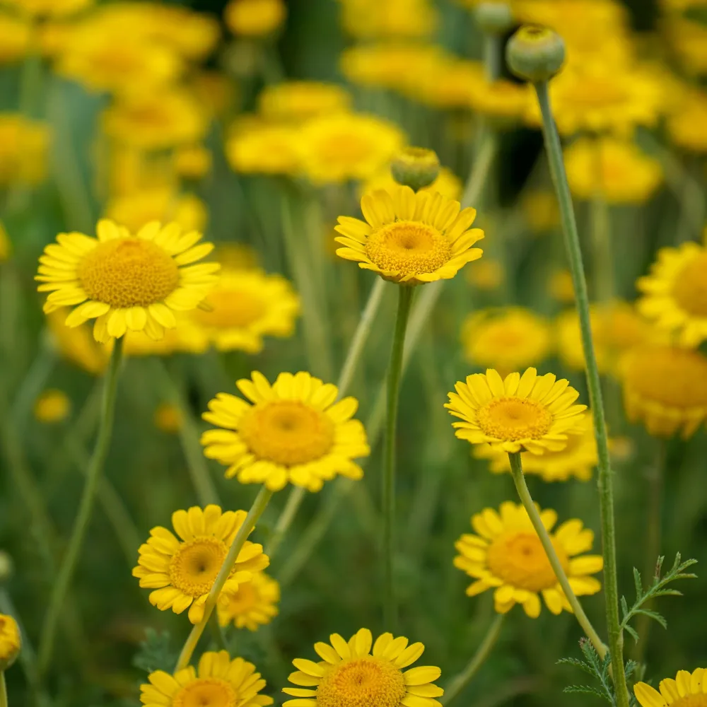 Anthemis tinctoria Kelwayi Anthemis tinctoria kelwayi