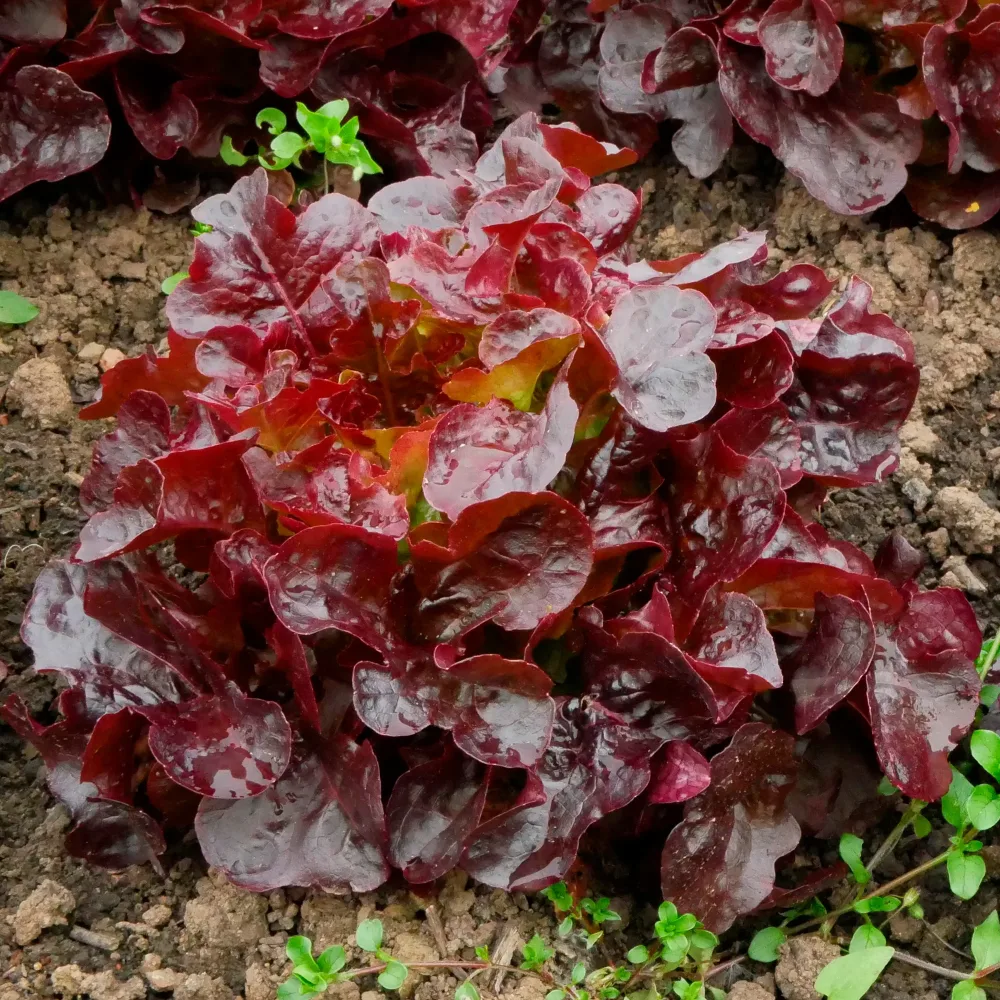 Laitue batavia Rouge Bocado Lactuca sativa capitata Bocado