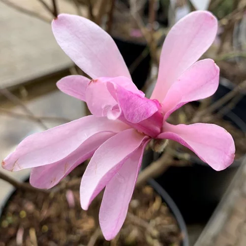 Magnolia Loebneri Leonard Messel rose. Le pot de 15 litres