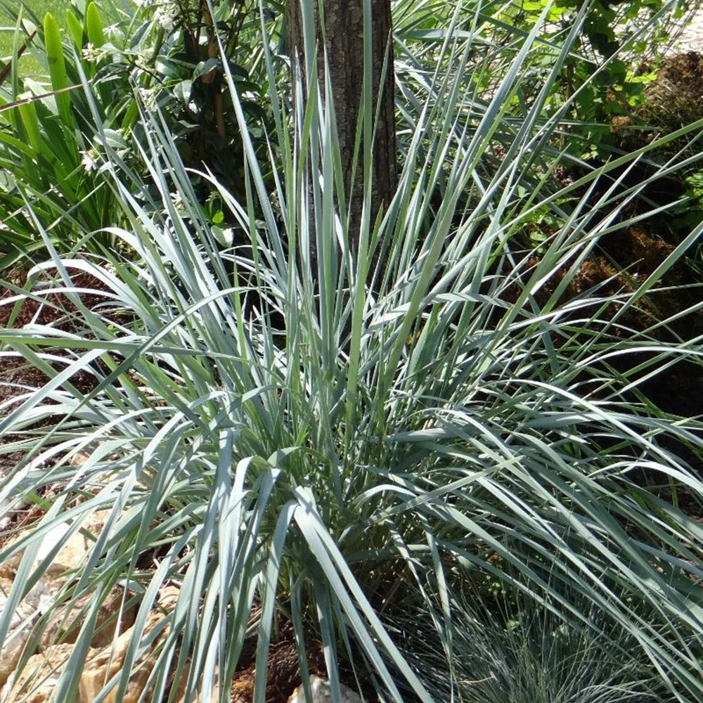 Elymus magellanicus - Agropyron Elymus magellanicus (agropyron)
