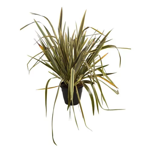 Phormium en pot de 7,5 L