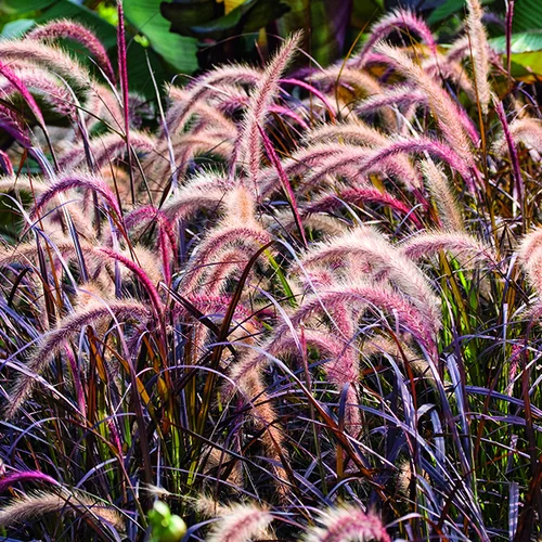 Herbe-aux-Écouvillons pourpre botanic®. Le pot de 4 litres