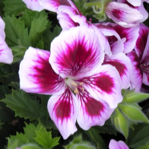 Pelargonium Domesticum à Fleurs - La coupe de 25 cm
