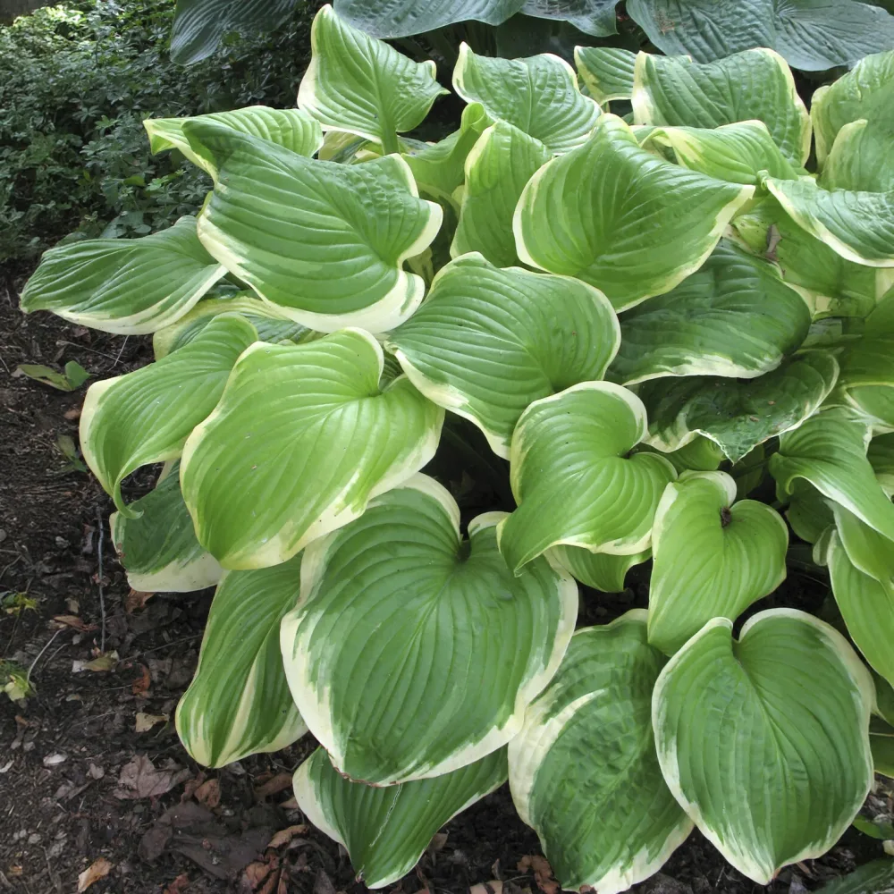 Hosta Fragrant Bouquet Hosta fragrant bouquet