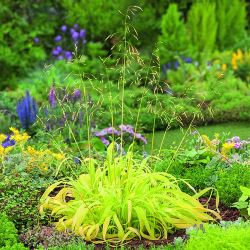 Millet doré vert botanic®. Le pot de 2 litres