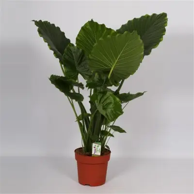 Alocasia Gageana California. Le pot de Ø 21 x H 95 cm