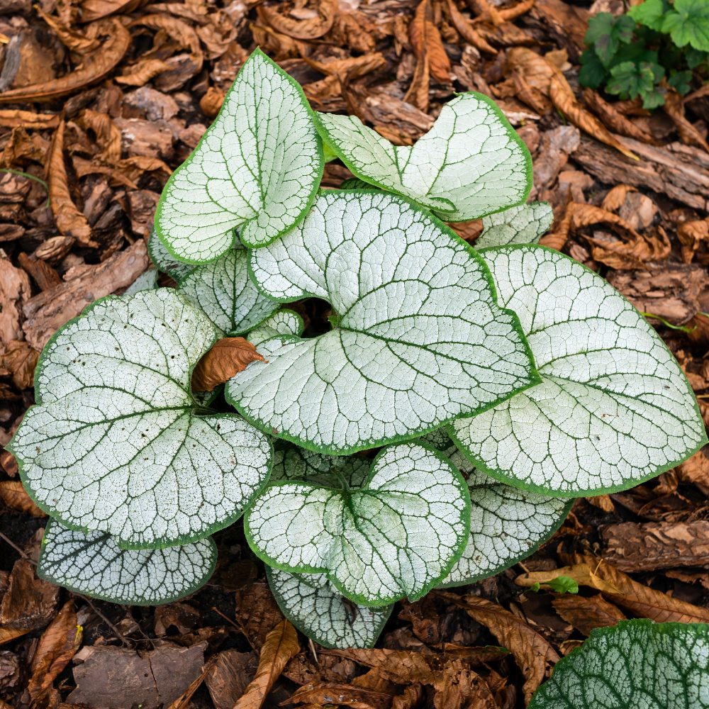 Myosotis du Caucase Silver Heart® Brunnera macrophylla Silver Heart