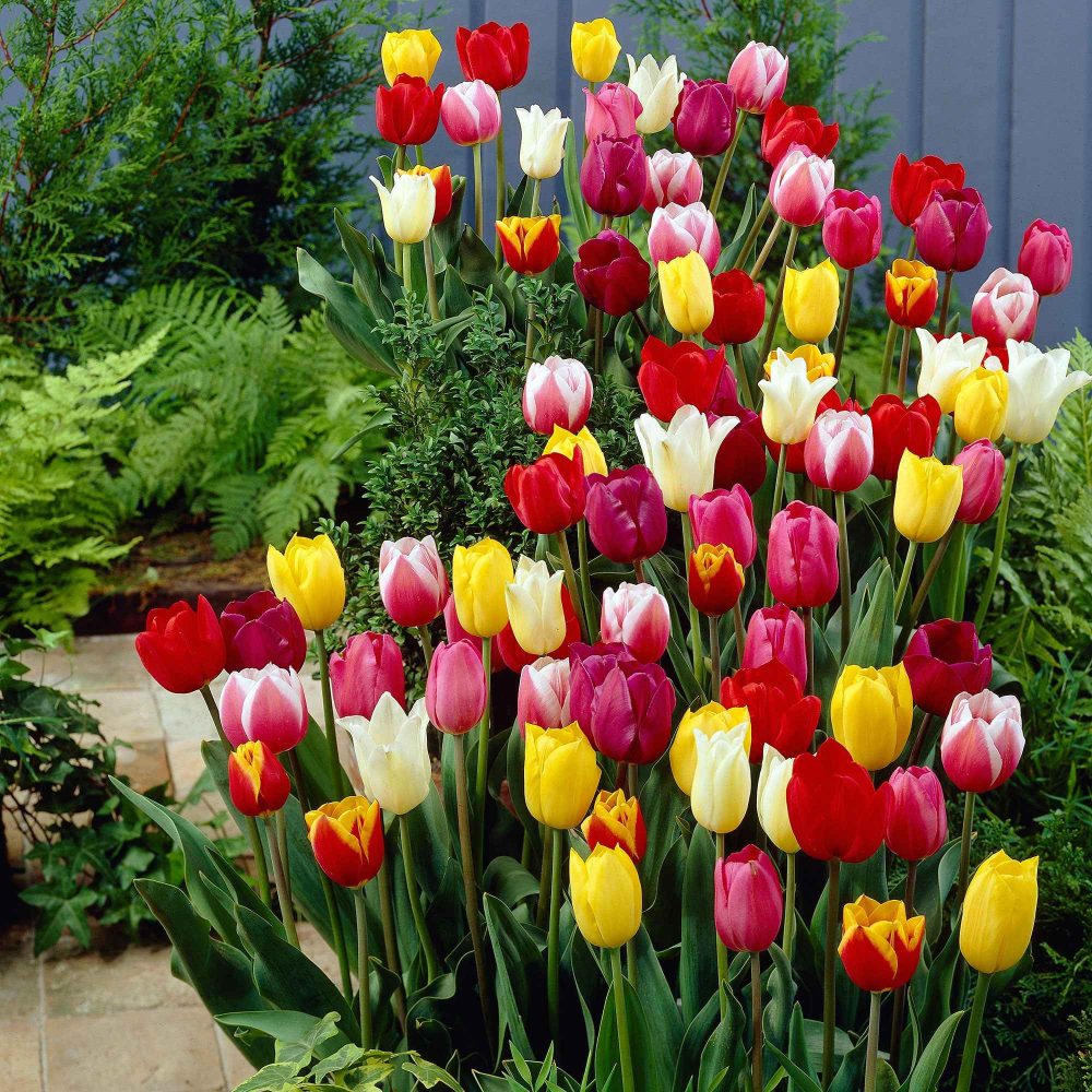 30 Tulipes 60 days of Tulips en mélange Tulipa