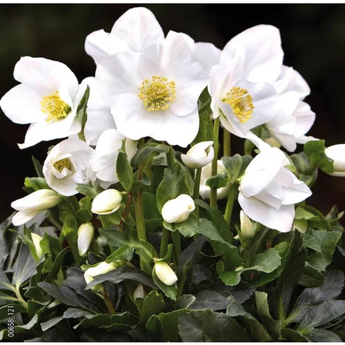 Hellébore (ou Rose de Noël) blancHE HGC® JOEL - Le pot de 1,5 litres