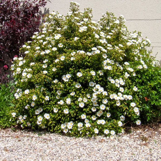 Ciste des Corbières Cistus corbariensis