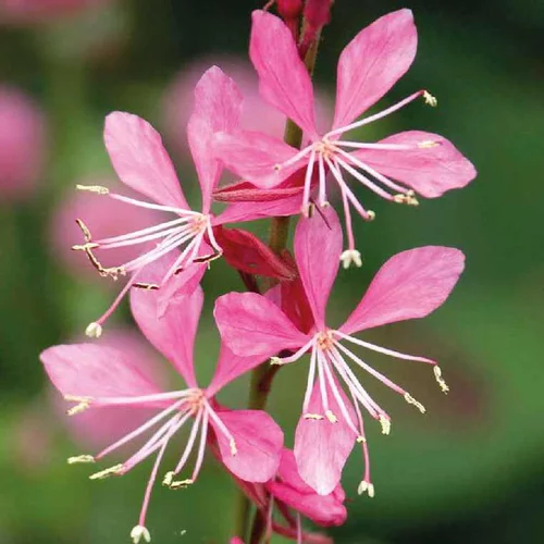 Gaura Rose - Le pot de 9 x 9 cm