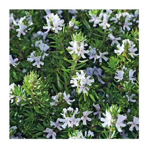 Westringia Fruticosa - Le pot de 2.5 litres
