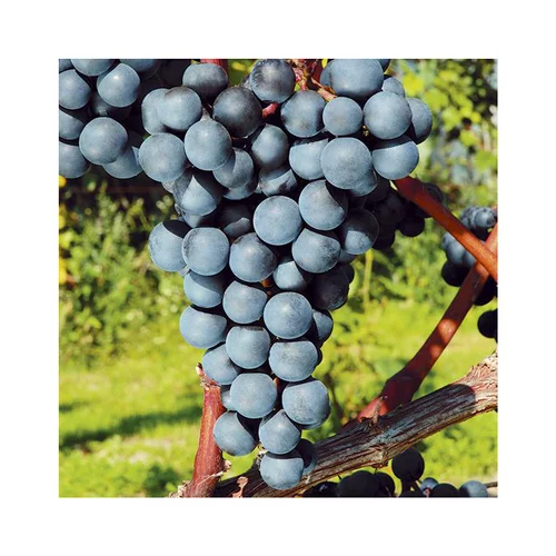 Vigne 'Venus' Bio. Le pot de 5 litres