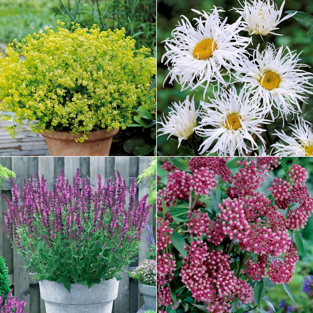 Collection de 12 plantes vivaces pour jardin coloré Alchemilla mollis, Leucanthemum superbum, Salvia nemorosa, Asclepia incarnata