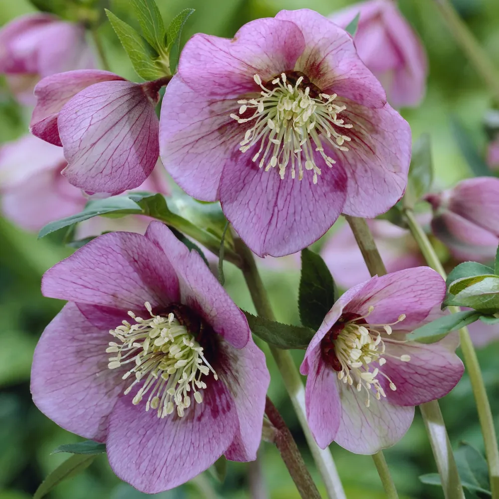 Héllébore d'Orient Pink Lady Helleborus orientalis Pink Lady